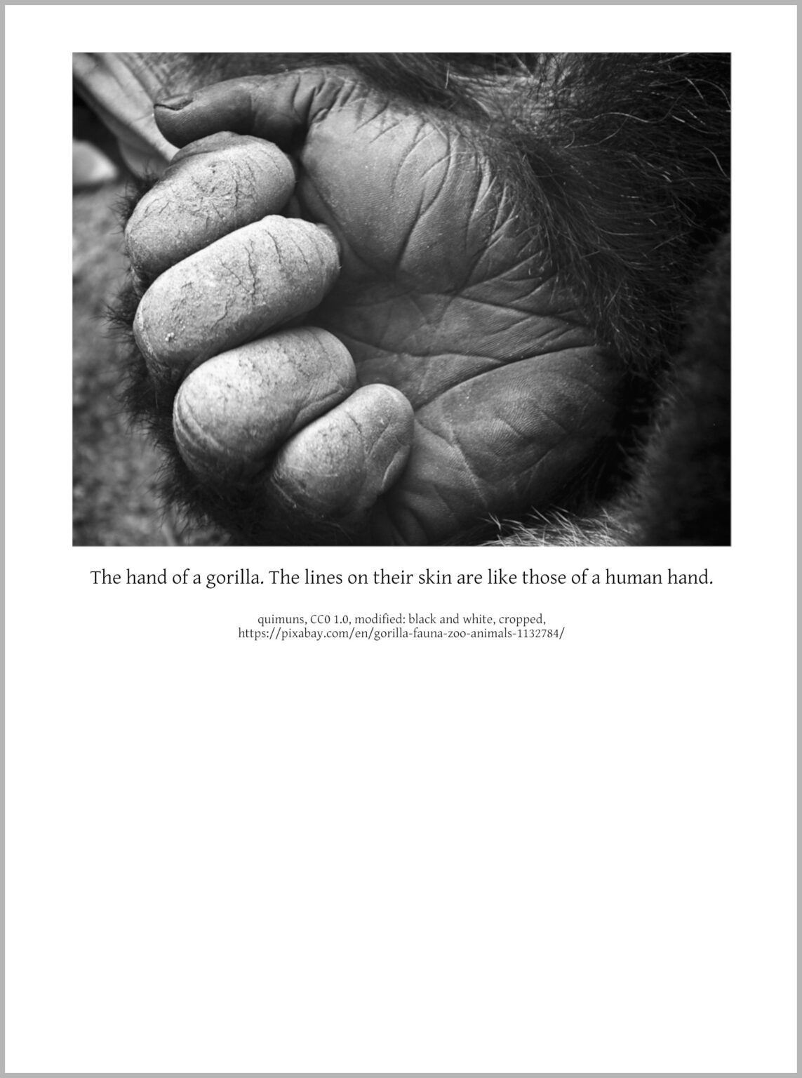 From the epilogue about Great Apes